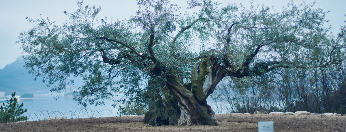 240323_yado_0528_pc-